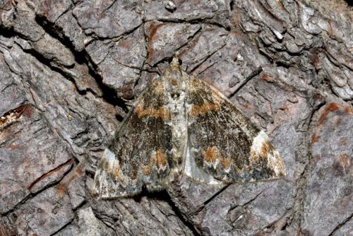 Dysstroma citrata